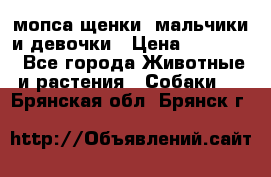 мопса щенки -мальчики и девочки › Цена ­ 25 000 - Все города Животные и растения » Собаки   . Брянская обл.,Брянск г.